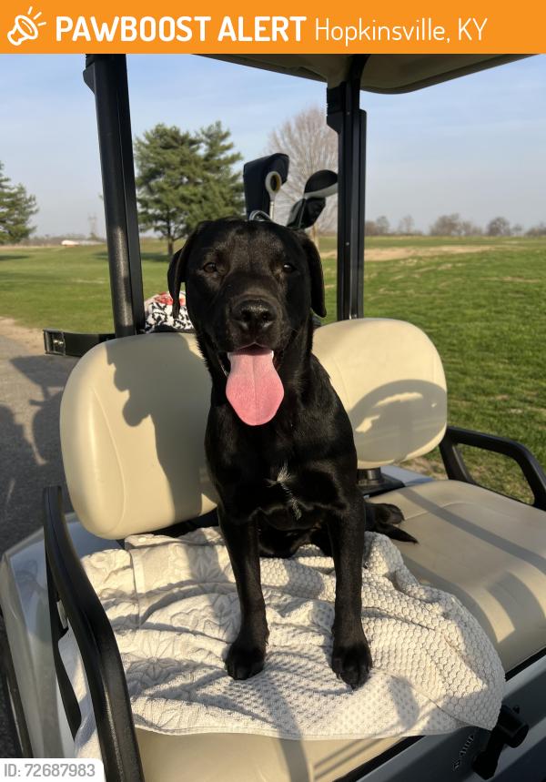 Found/Stray Female Dog last seen E seventh st, Hopkinsville, KY 42240