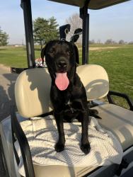 Found/Stray Female Dog last seen E seventh st, Hopkinsville, KY 42240