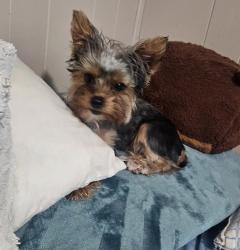 Lost Female Dog last seen Alexander, Mead Valley, CA 92570