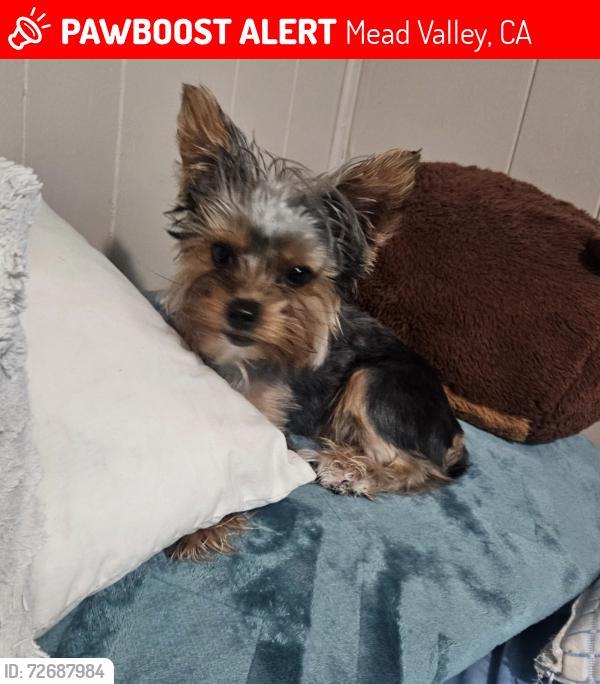 Lost Female Dog last seen Alexander, Mead Valley, CA 92570