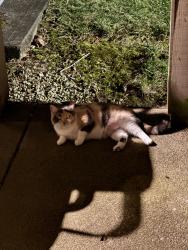 Found/Stray Female Cat last seen Sawmill Commons apmts , Columbus, OH 43016