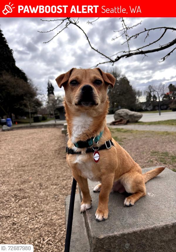 Lost Male Dog last seen 68th and 30th NE, Seattle, WA 98115
