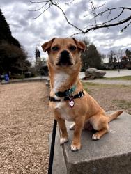 Lost Male Dog last seen 68th and 30th NE, Seattle, WA 98115