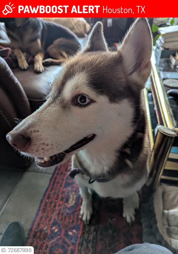 Lost Female Dog last seen 34th and Arlington, Houston, TX 77018