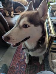 Lost Female Dog last seen 34th and Arlington, Houston, TX 77018