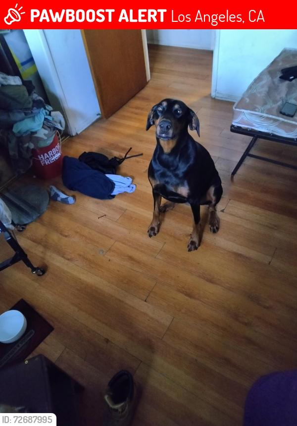 Lost Female Dog last seen Century Park between pico & olympic, Los Angeles, CA 90067