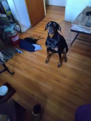 Lost Female Dog last seen Century Park between pico & olympic, Los Angeles, CA 90067