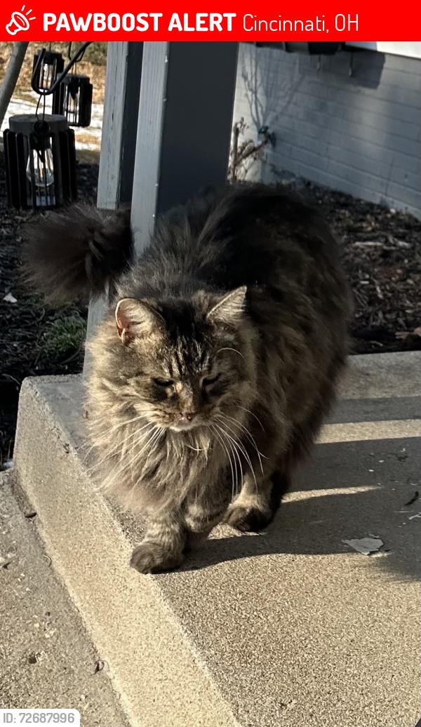 Lost Female Cat last seen Moonkist, Wayside, Cincinnati, OH 45230