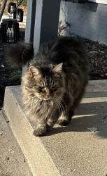 Lost Female Cat last seen Moonkist, Wayside, Cincinnati, OH 45230