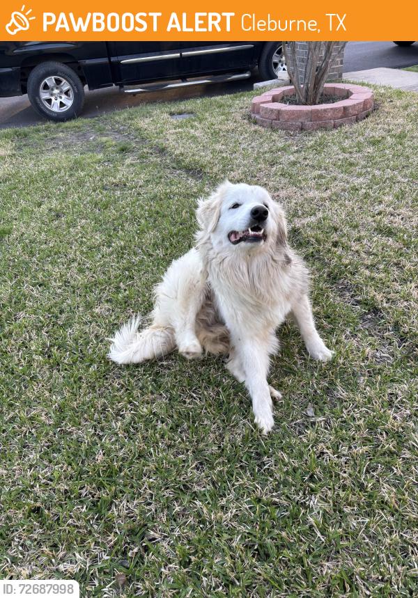 Found/Stray Female Dog last seen Erie st , Cleburne, TX 76031