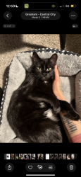 Lost Female Cat last seen NE Cleveland Ave & E Powell Blvd , Gresham, OR 97030