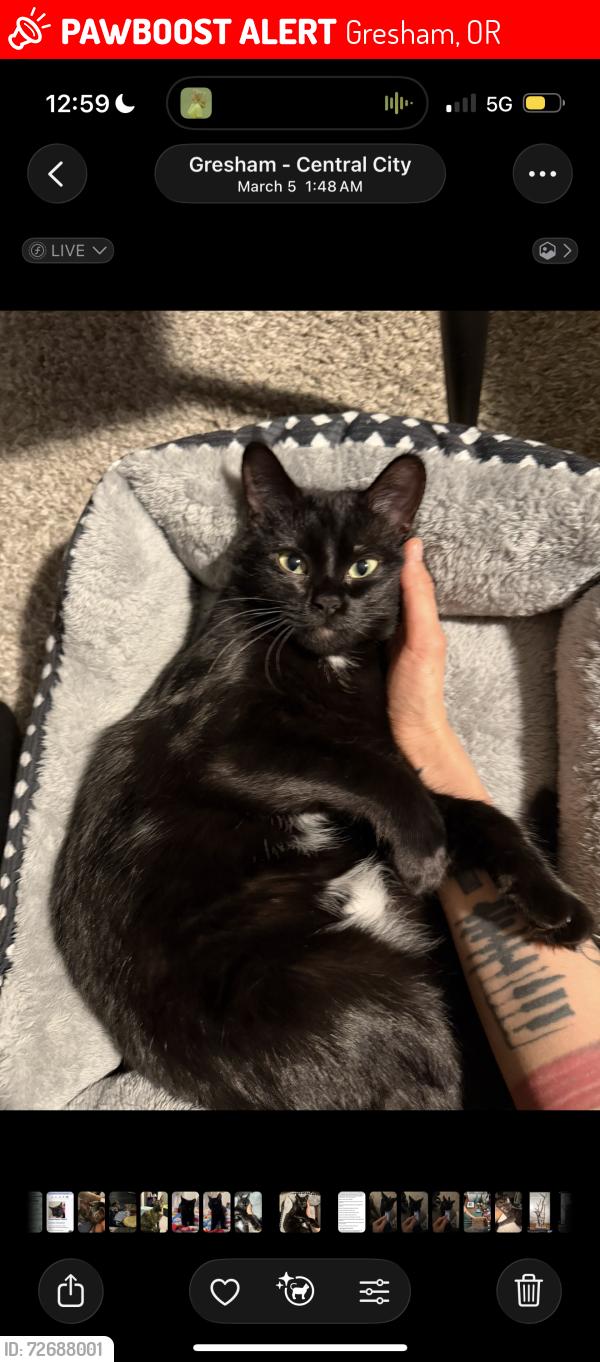 Lost Female Cat last seen NE Cleveland Ave & E Powell Blvd , Gresham, OR 97030
