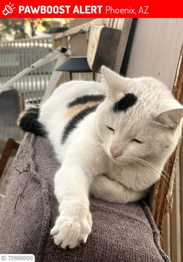 Lost Female Cat last seen UHAUL 24TH STREET AND MCDOWELL , Phoenix, AZ 85008