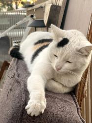 Lost Female Cat last seen UHAUL 24TH STREET AND MCDOWELL , Phoenix, AZ 85008
