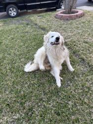Found/Stray Female Dog last seen Erie st, Cleburne, TX 76031
