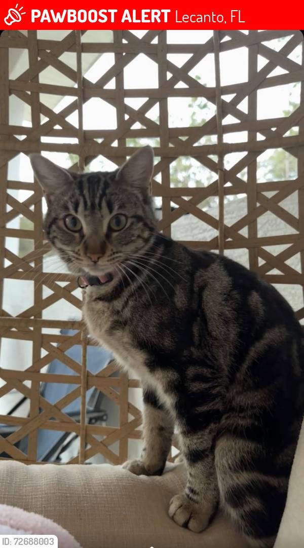 Lost Female Cat last seen Horace Allen and North Common Point , Lecanto, FL 34461