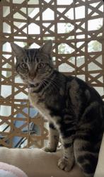 Lost Female Cat last seen Horace Allen and North Common Point , Lecanto, FL 34461