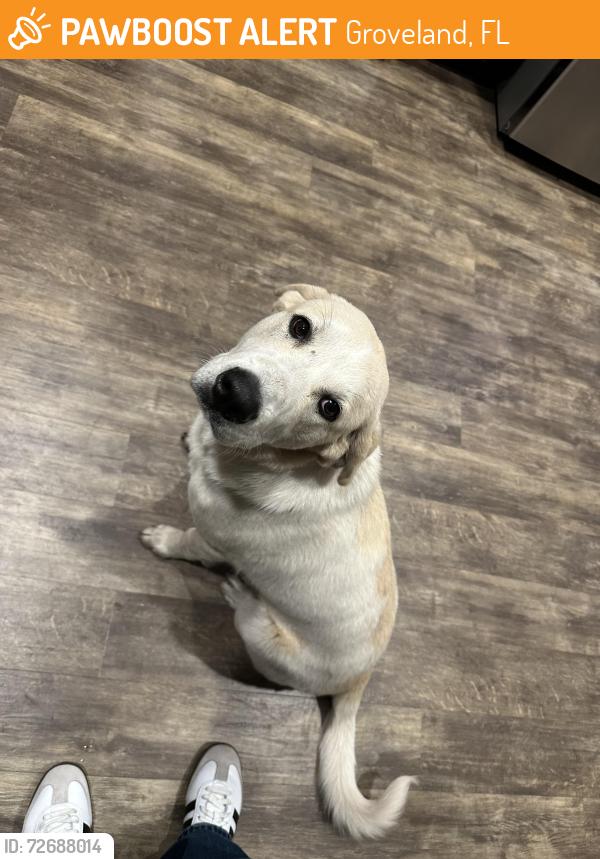 Found/Stray Male Dog last seen , Groveland, FL 34736