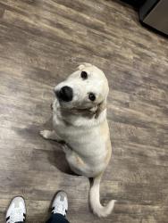 Found/Stray Male Dog last seen , Groveland, FL 34736