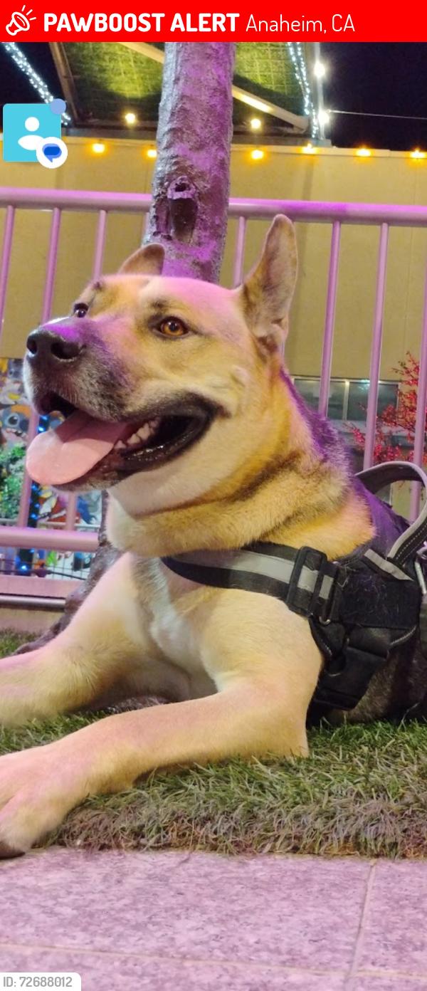 Lost Male Dog last seen STATE COLLEGE AND LINCOLN, Anaheim, CA 92805