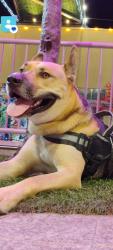 Lost Male Dog last seen STATE COLLEGE AND LINCOLN, Anaheim, CA 92805