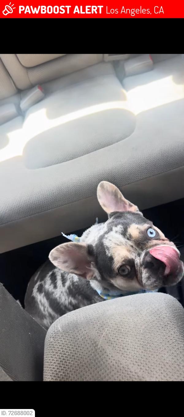 Lost Female Dog last seen Crenshaw and Adams , Los Angeles, CA 90016