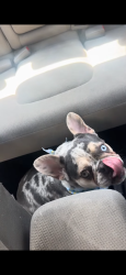 Lost Female Dog last seen Crenshaw and Adams , Los Angeles, CA 90016
