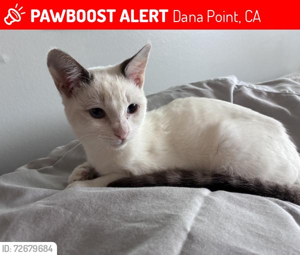 Lost Female Cat last seen Neptune Drive and Bluffside , Dana Point, CA 92629