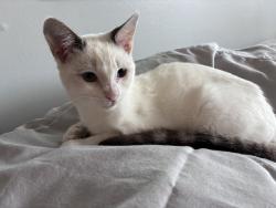 Lost Female Cat last seen Neptune Drive and Bluffside , Dana Point, CA 92629