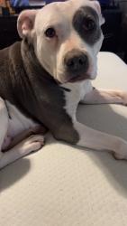 Lost Female Dog last seen Lakewood Hills Subdivision , Memphis, TN 38128