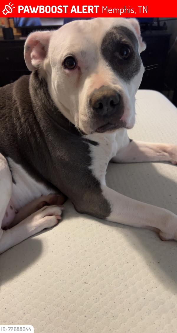 Lost Female Dog last seen Lakewood Hills Subdivision , Memphis, TN 38128