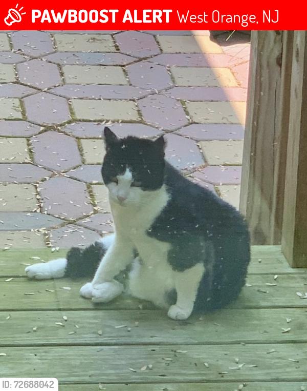 Lost Female Cat last seen Maple avenue , West Orange, NJ 07052