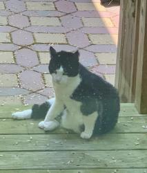 Lost Female Cat last seen Maple avenue , West Orange, NJ 07052