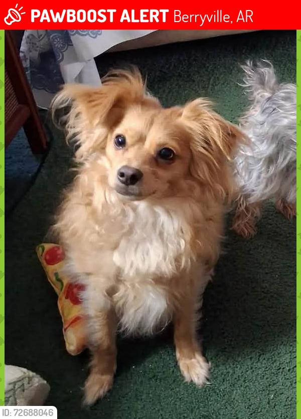 Lost Male Dog last seen Freeman in Berryville next to Tyson, Berryville, AR 72616
