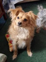 Lost Male Dog last seen Freeman in Berryville next to Tyson, Berryville, AR 72616