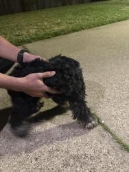 Found/Stray Female Dog last seen Elkridge dr, Mesquite, TX 75181