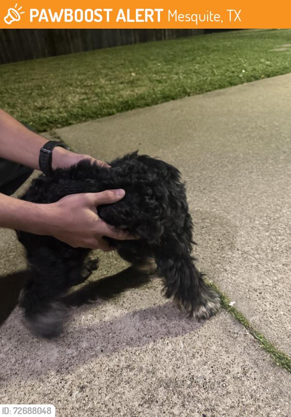 Found/Stray Female Dog last seen Elkridge dr, Mesquite, TX 75181