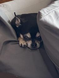 Lost Female Dog last seen E Princeton Ave & Margurite in Aurora, Aurora, CO 80013