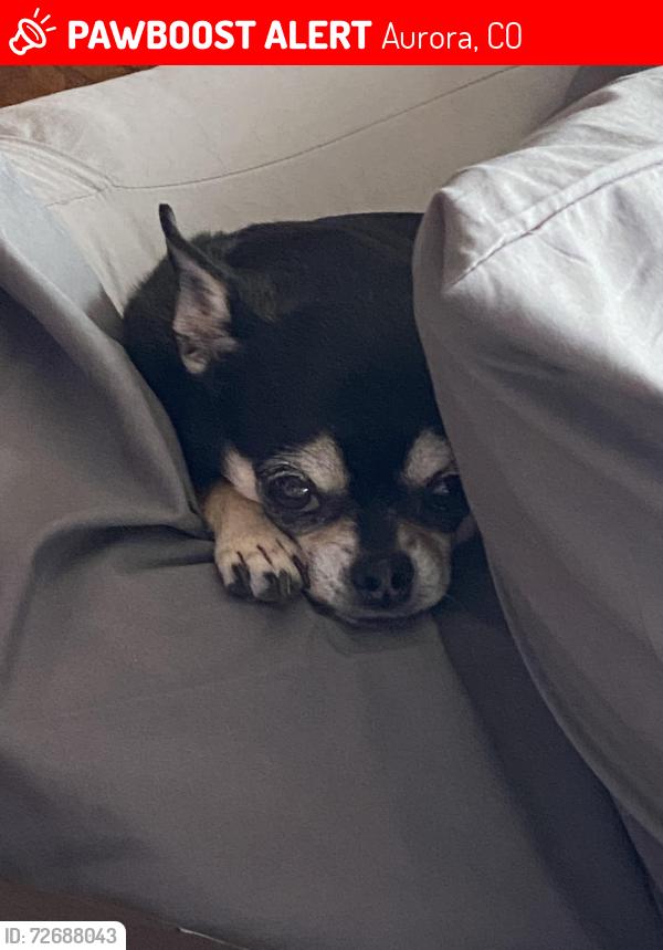 Lost Female Dog last seen E Princeton Ave & Margurite in Aurora, Aurora, CO 80013