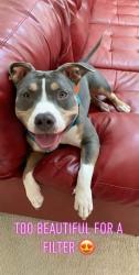 Lost Female Dog last seen DuPont elementary School, Derby, CO 80022