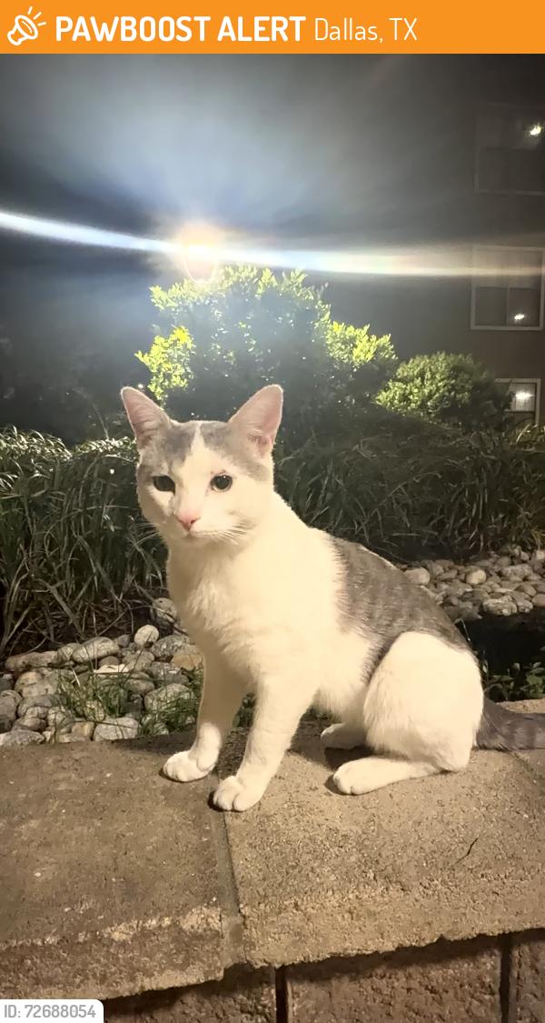 Found/Stray Male Cat last seen Near Preston oaks rd, Dallas, Tx, Dallas, TX 75254