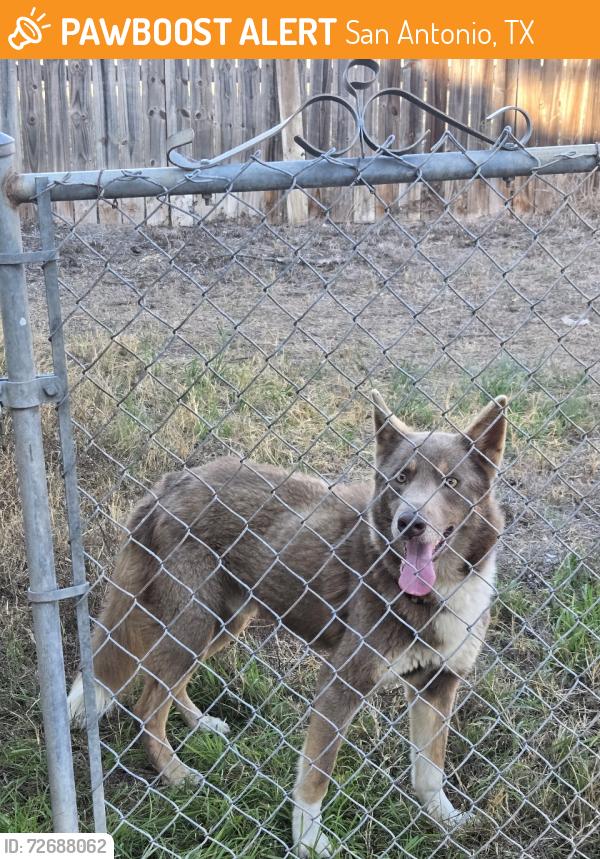 Found/Stray Male Dog last seen Woodlake parkway and park lk, San Antonio, TX 78244