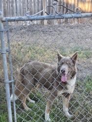 Found/Stray Male Dog last seen Woodlake parkway and park lk, San Antonio, TX 78244