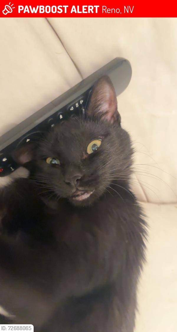 Lost Female Cat last seen 4Th street, Reno, NV 89503