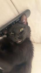 Lost Female Cat last seen 4Th street, Reno, NV 89503