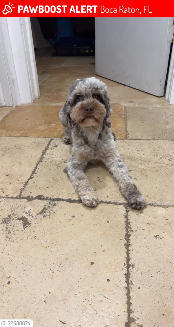 Lost Female Dog last seen St joan of Arc Church, Boca Raton, FL 33432