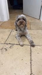 Lost Female Dog last seen St joan of Arc Church, Boca Raton, FL 33432