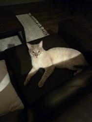 Found/Stray Male Cat last seen at Wildwood Baton Rouge, Baton Rouge, LA 70820