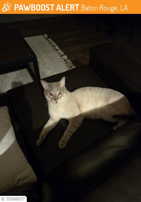 Found/Stray Male Cat last seen at Wildwood Baton Rouge, Baton Rouge, LA 70820