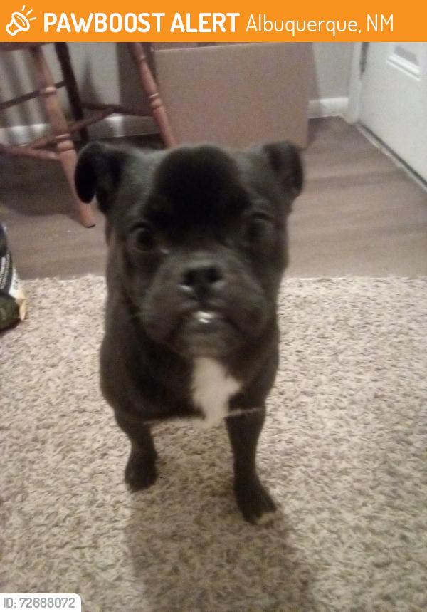 Found/Stray Male Dog last seen Yale & Santa Clara Ave, Albuquerque, NM 87106